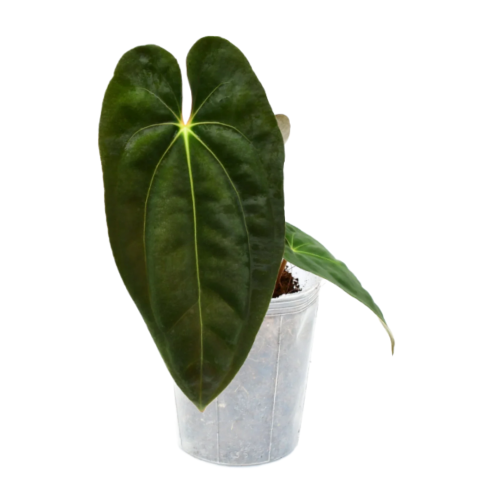 Villa Blvd Anthurium Papillilaminum "The Jewel" Plant